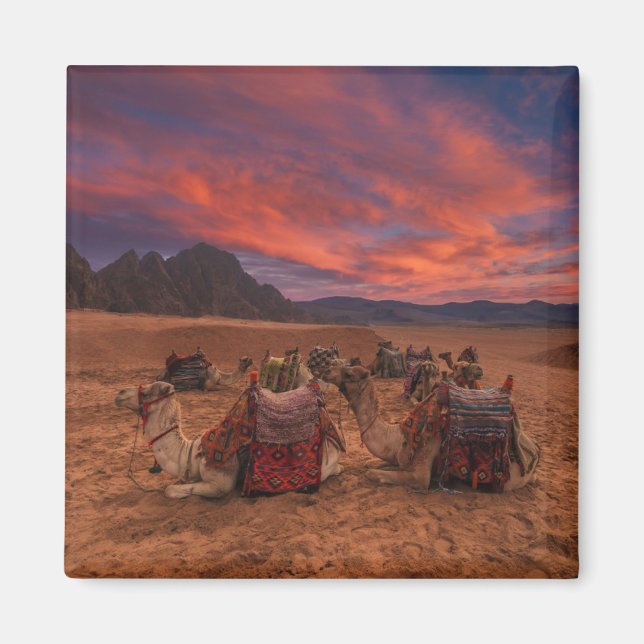 Deserts Camels Sinai Mountains Egypt Magnet (Vorne)