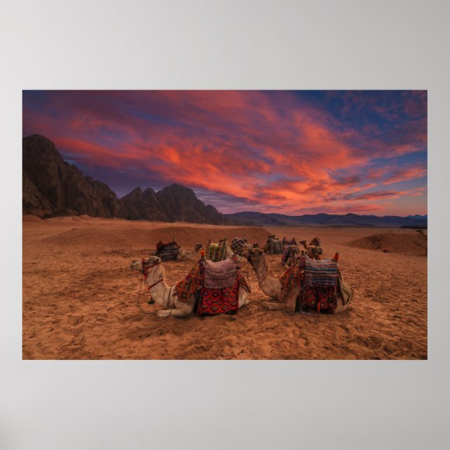 Deserts Camels Sinai Mountains Egypt Poster (Vorne)