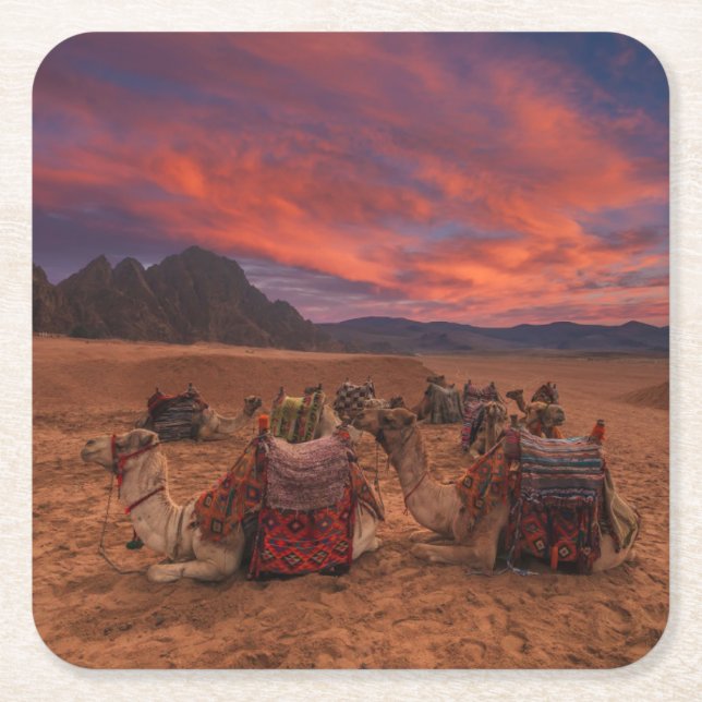 Deserts Camels Sinai Mountains Egypt Rechteckiger Pappuntersetzer (Vorderseite)