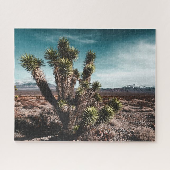 Deserts | Cholla Cactus (Horizontal)