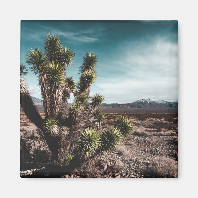 Deserts | Cholla Cactus Magnet (Vorne)