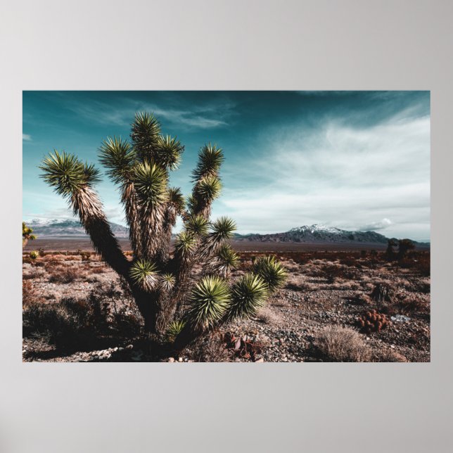 Deserts | Cholla Cactus Poster (Vorne)