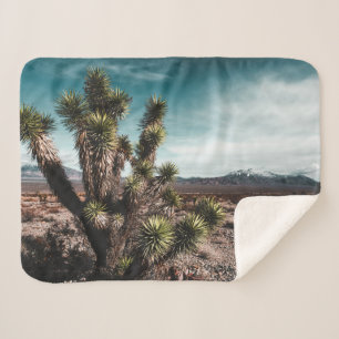 Deserts Cholla Cactus Sherpadecke