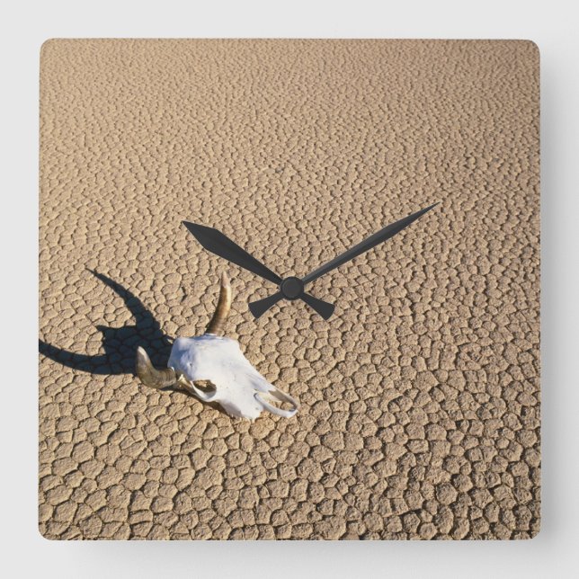 Deserts | Cow Skull on the Desert Ground Quadratische Wanduhr (Vorderseite)
