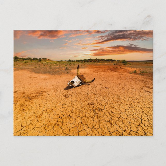 Deserts | Desert with Cow Skull Postkarte (Vorderseite)