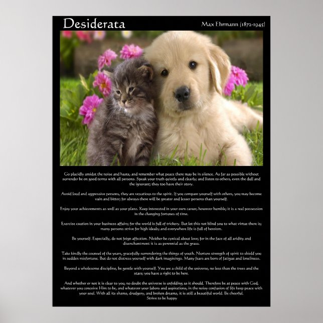 Desiderata chatons à côté d'un chiot Posters (Devant)