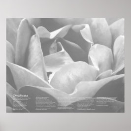Desiderata - Satin Texture Rose in Schwarz und Wei Poster
