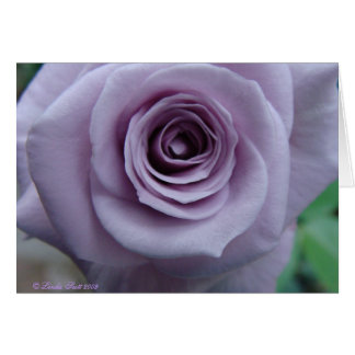 Design de carte rose d'argent sterling