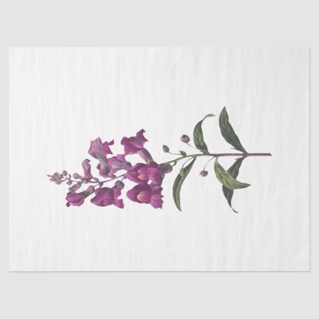 Design der Queen Bee Series 65 Seidenpapier (Vorderseite)