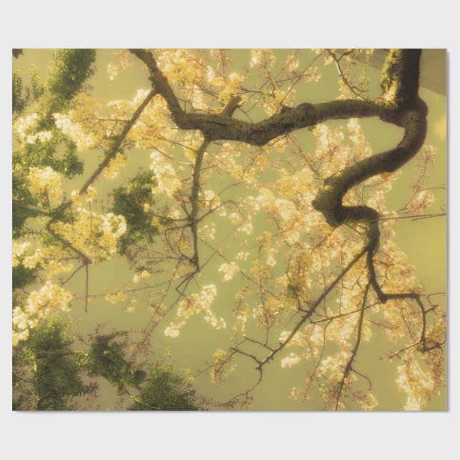 Design der Umschlagpapier-Roll-Kirsche Blossom Bra Geschenkpapier (Flach)