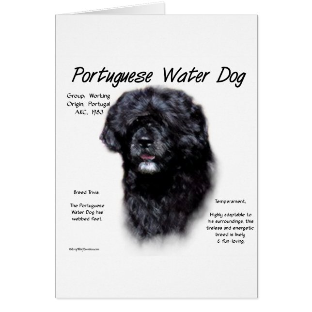 Design des portugiesischen Wasserhundes (Vorne)