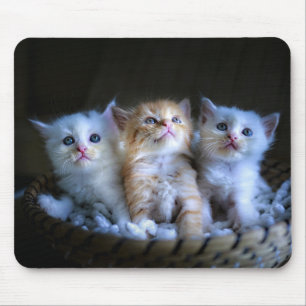 Design - Niedliche Kätzchen Mousepad