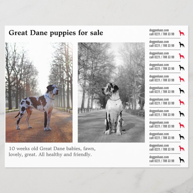 Designer-Abreißzettel Deutsche Dogge Flyer (Vorne)