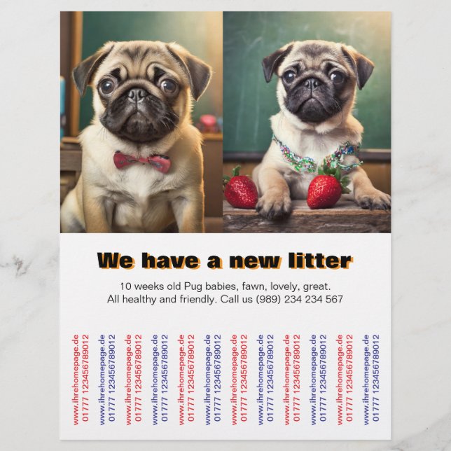 Designer Mops Welpen zum verkauften Flyer (Vorne)