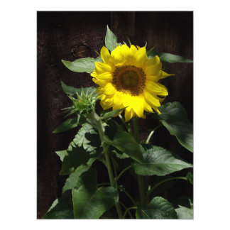 Designer-Riesensonnenblume auf dunklem Zaun Fotodruck