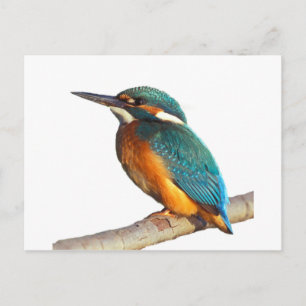 Designprodukte von "Kingfisher" Postkarte