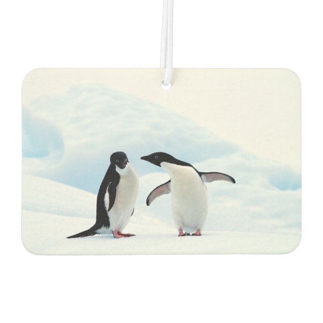 Désodorisant Pour Voiture Adelie Penguins (Dos)