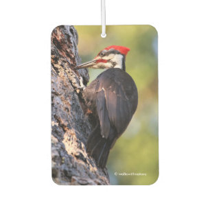 Désodorisant Pour Voiture Beau pic pilé sur l'arbre