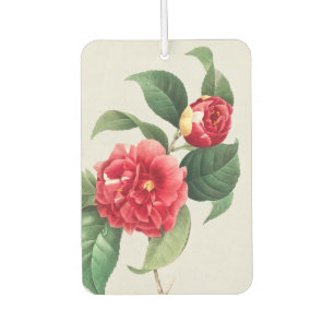 Désodorisant Pour Voiture Camélia panaché, Pierre-Joseph Redouté, 1833