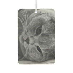 Désodorisant Pour Voiture Chat Shorthair