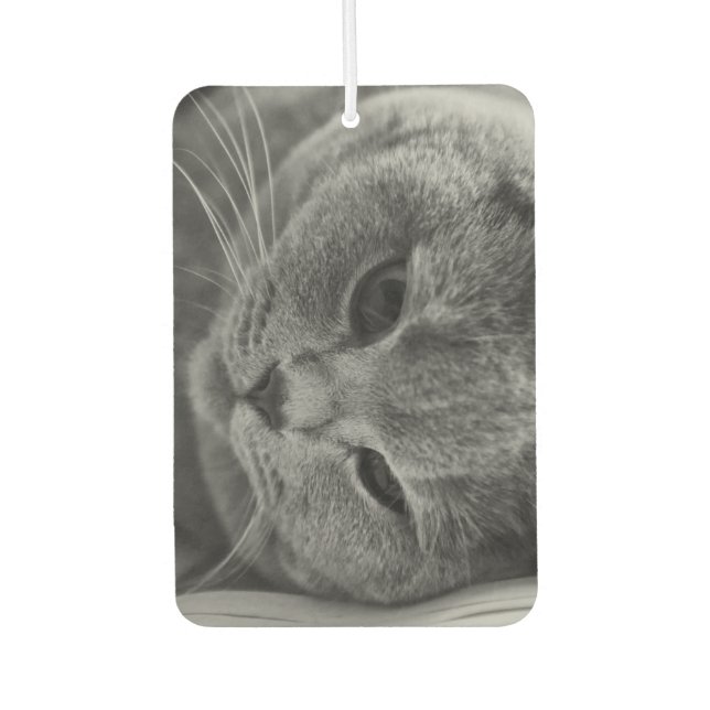 Désodorisant Pour Voiture Chat Shorthair (Devant)