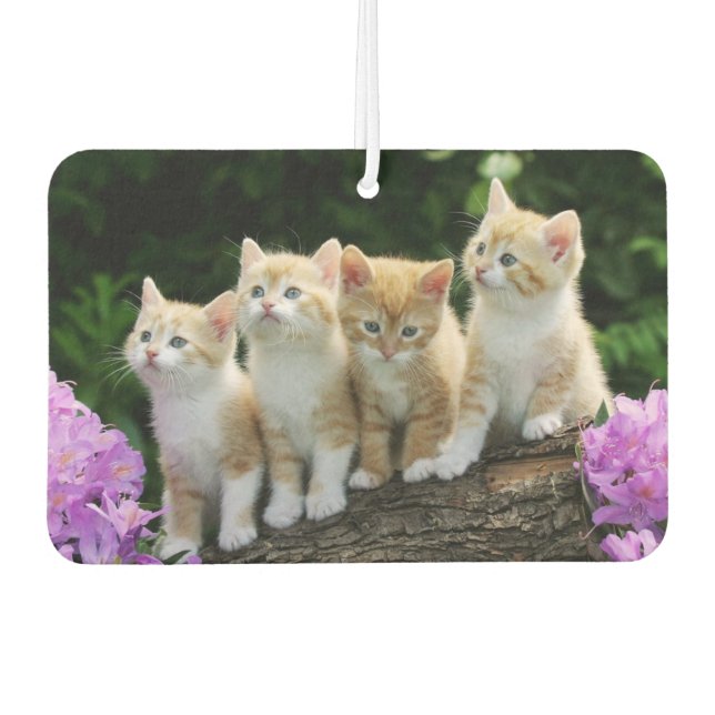 Désodorisant Pour Voiture Chatons Air Freshener (Devant)