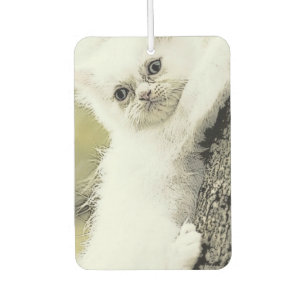 Désodorisant Pour Voiture Chats, Tendre, Petit chat