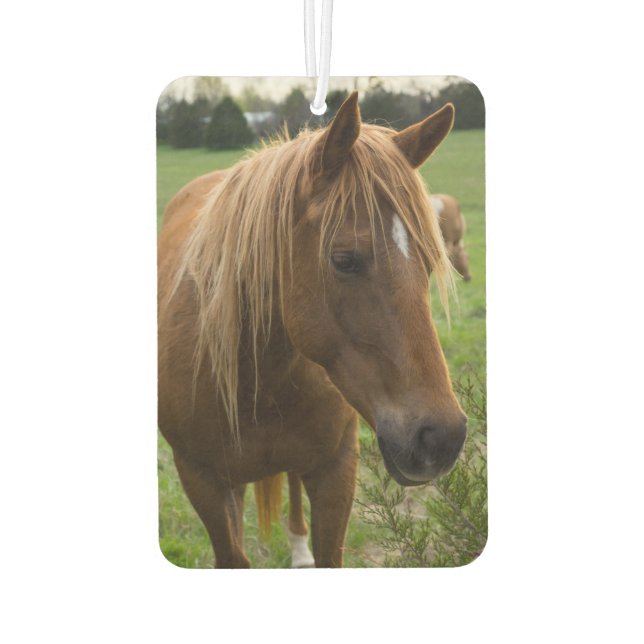 Désodorisant Pour Voiture Cheval Bonjour (Dos)