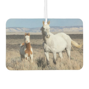 Désodorisant Pour Voiture Chevaux sauvages chez eux dans le bassin de Sandwa