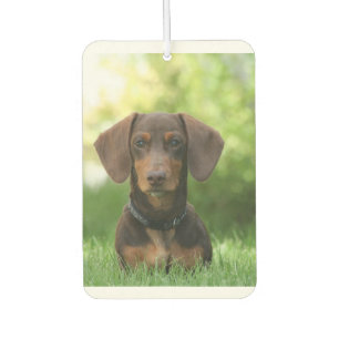 Désodorisant Pour Voiture Dachshund assis dans l'herbe