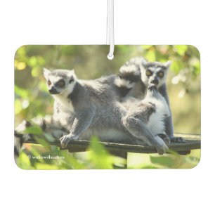 Désodorisant Pour Voiture Des lémuriens de Madagascar surpris