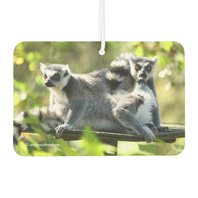 Désodorisant Pour Voiture Des lémuriens de Madagascar surpris (Devant)