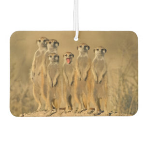 Désodorisant Pour Voiture Famille de suricates