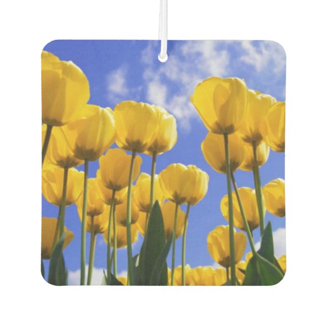 Désodorisant Pour Voiture Fraîcheur d'air des Tulipes Jaunes carrés (Devant)