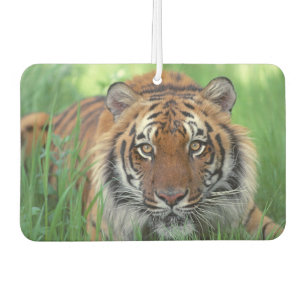 Désodorisant Pour Voiture Freshener Tiger Air