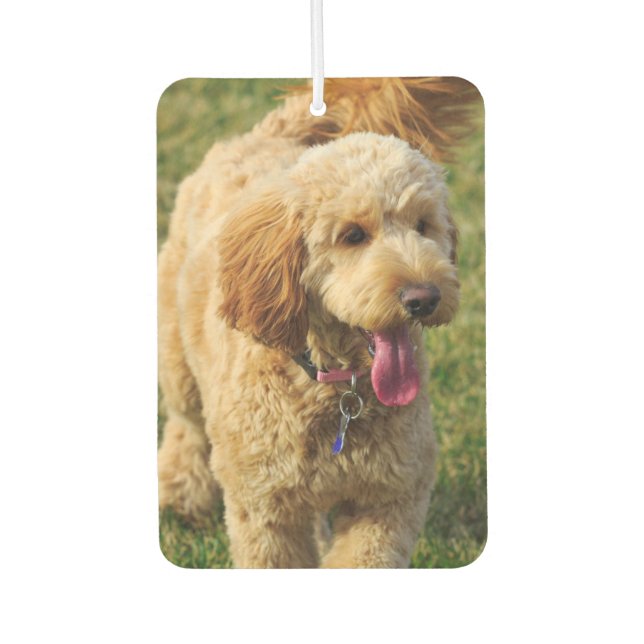 Désodorisant Pour Voiture Goldendoodle (Devant)