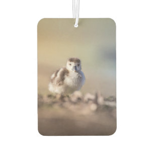 Désodorisant Pour Voiture Goose Chick Nature Photo