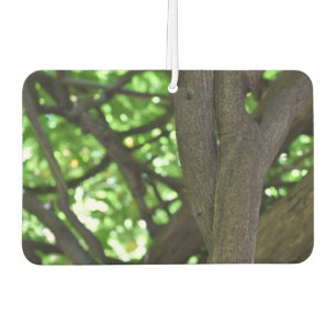 Désodorisant Pour Voiture Green Wisteria Pergola Tree Nature Photographie