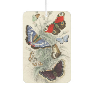 Désodorisant Pour Voiture Illustration Scientifique Botanique de Papillon de