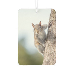 Désodorisant Pour Voiture Je Vous Regarde ! Freshener d'air d'écureuil