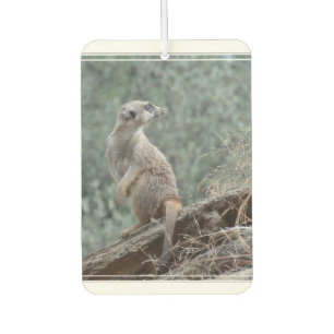 Désodorisant Pour Voiture Meerkat prudent