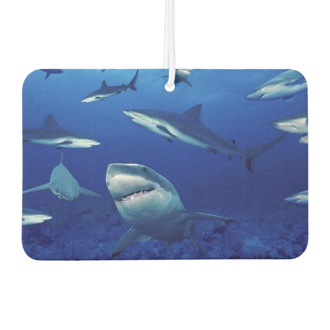 Désodorisant Pour Voiture Nettoyeur d'air des requins (Devant)