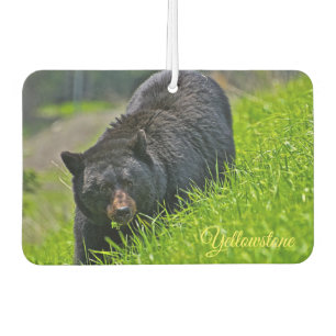 Désodorisant Pour Voiture Ours de Yellowstone