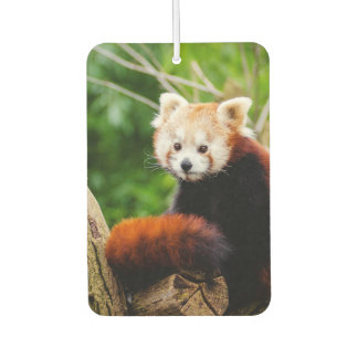 Désodorisant Pour Voiture Ours rouge panda mignon