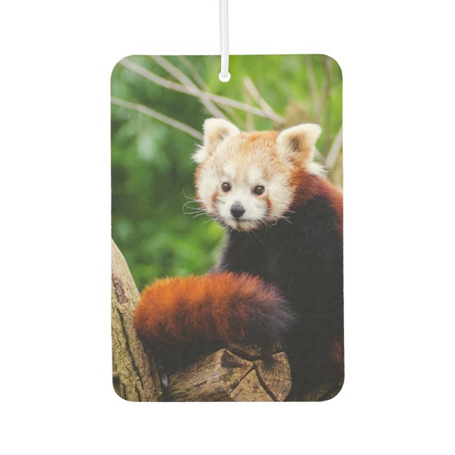Désodorisant Pour Voiture Ours rouge panda mignon (Devant)