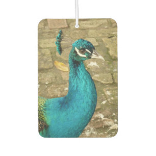 Désodorisant Pour Voiture Peacock Belle photographie nature