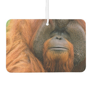 Désodorisant Pour Voiture Portrait d'un orang-outan mâle, Géorgie, États-Uni