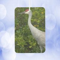 Sandhill Crane Oiseaux de verdure Photographie