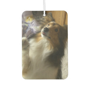 Désodorisant Pour Voiture Sheepdog des Shetland qui mendie
