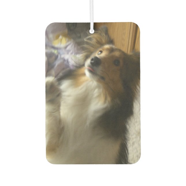 Désodorisant Pour Voiture Shetland Sheepdog Begging (Devant)
